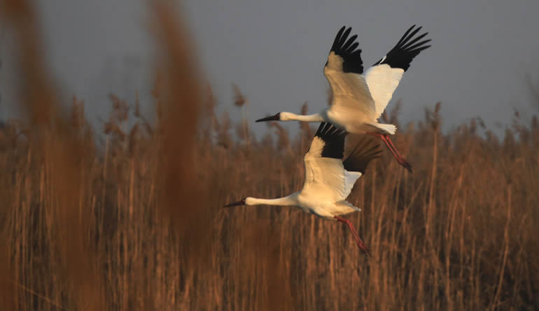河北衡水湖：国家一级重点保护动物白鹤再临生态湿地