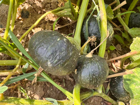 ϲ����գ���̬ũҵ�̾͸���·